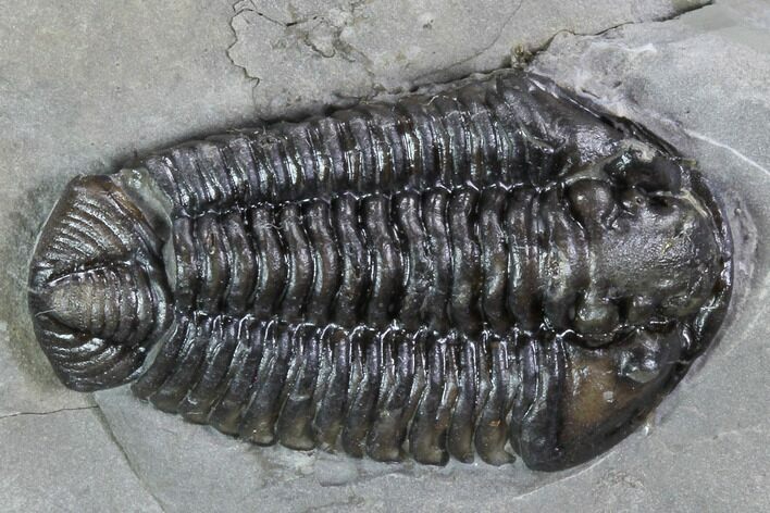 Calymene Niagarensis Trilobite & Brachiopods - New York #99017